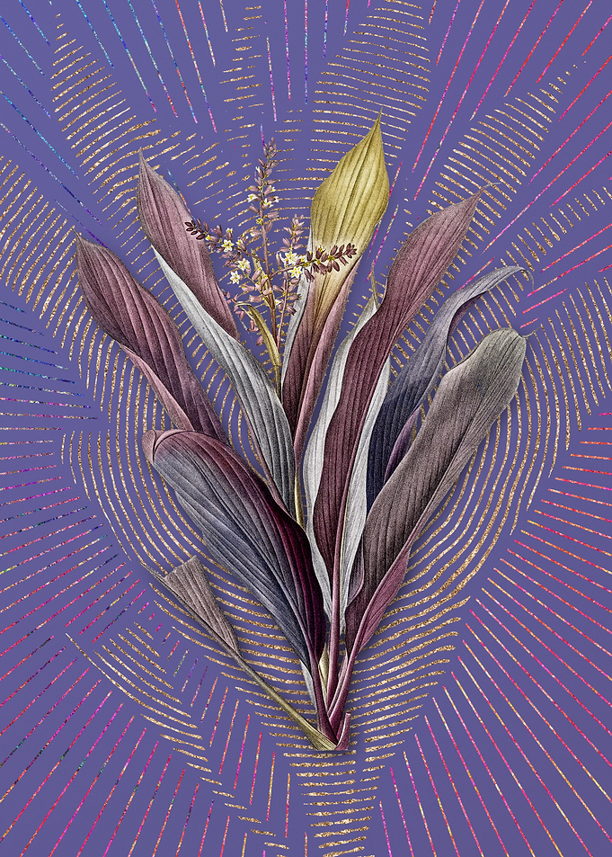 Purple Cordyline Fruticosa