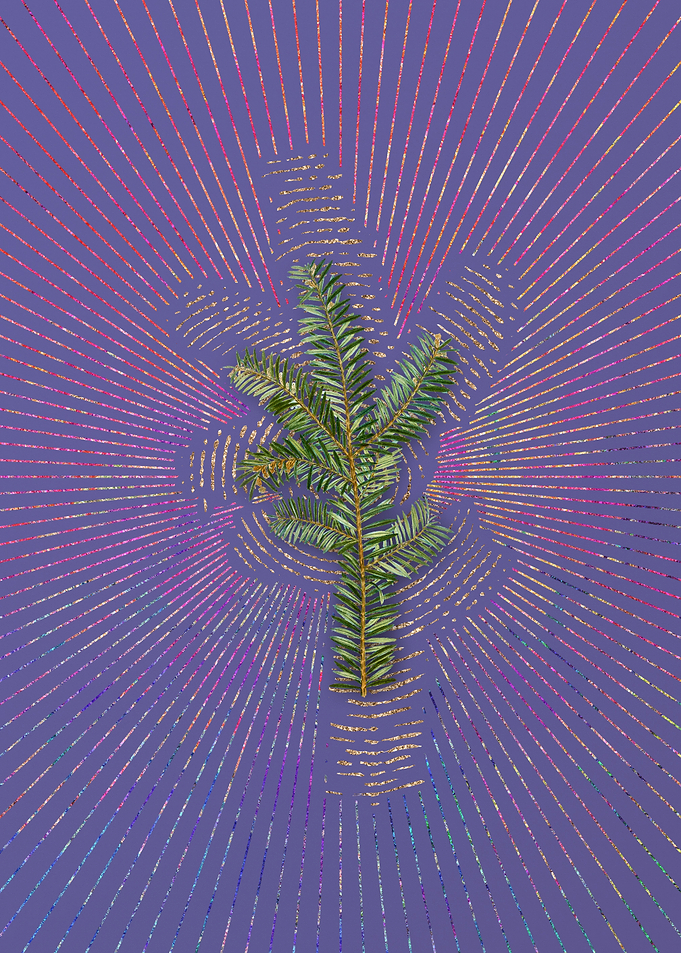 English Yew Branch