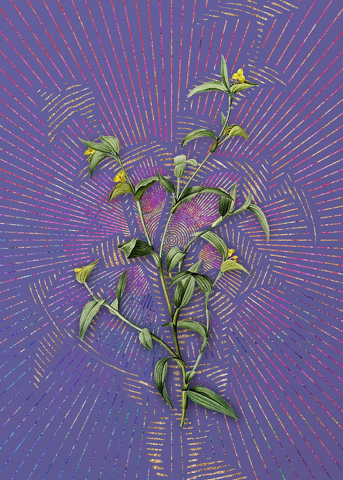 Commelina Africana