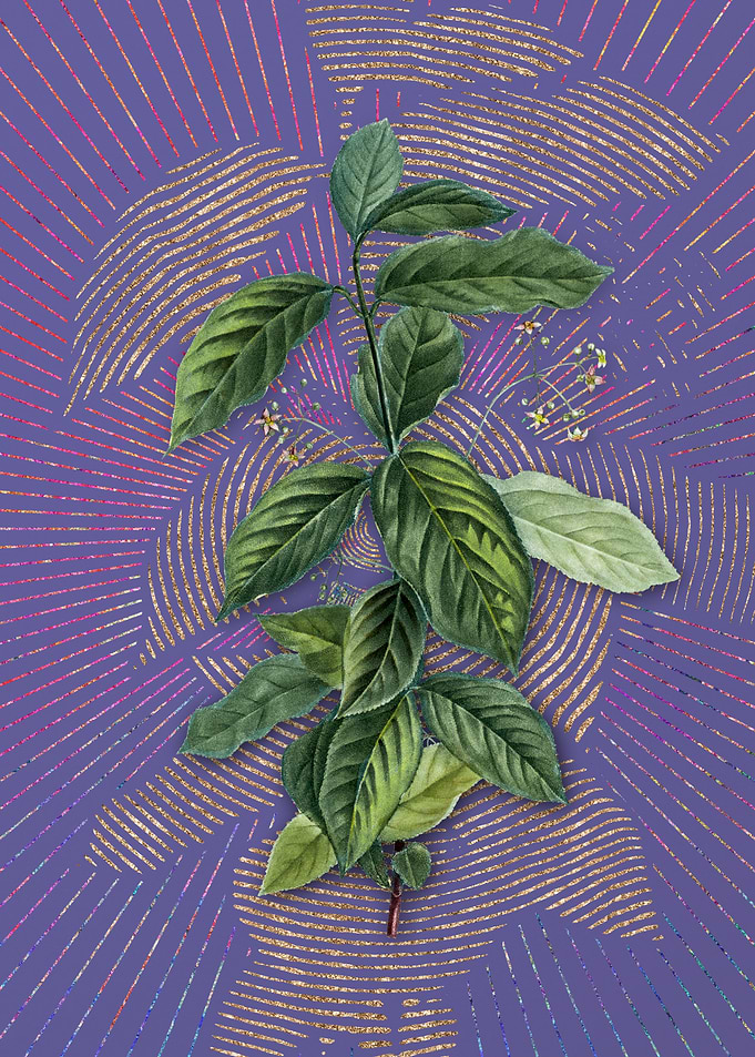 Broadleaf Spindle