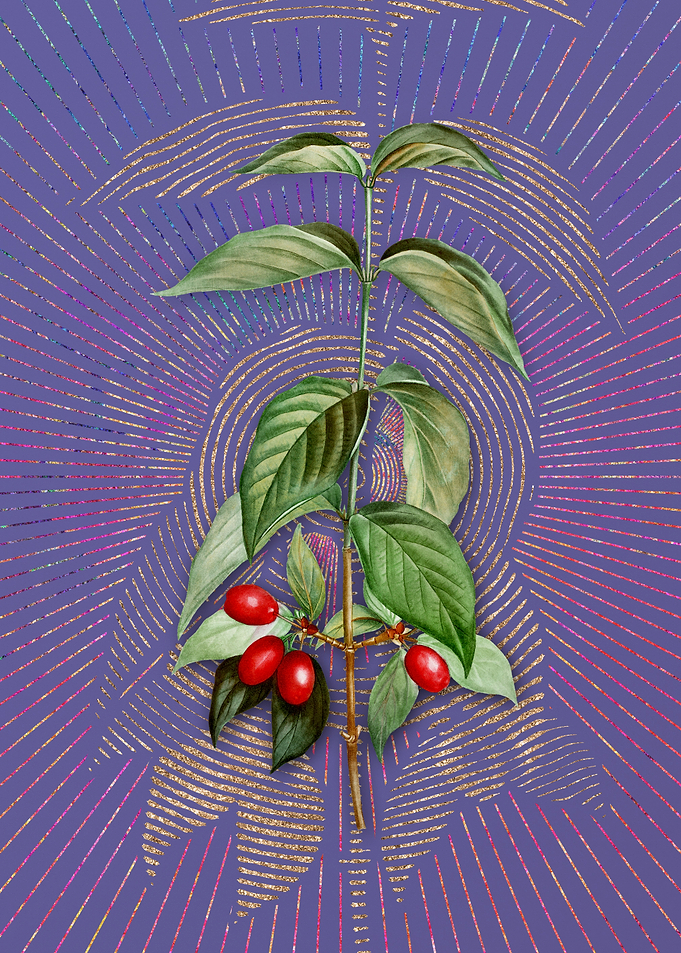 Cornelian Cherry Flora
