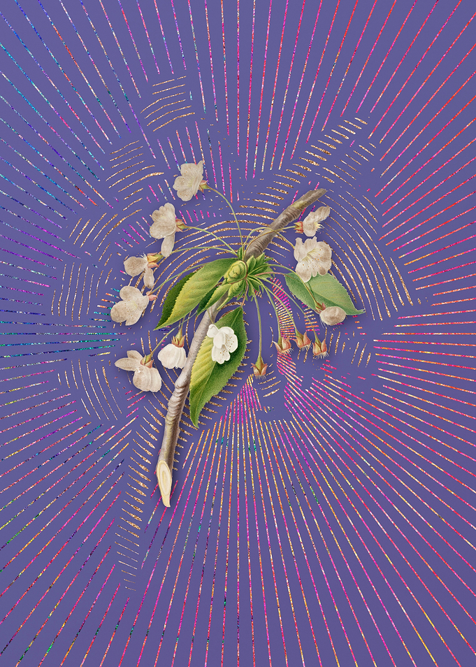 Cherry Plum Flower