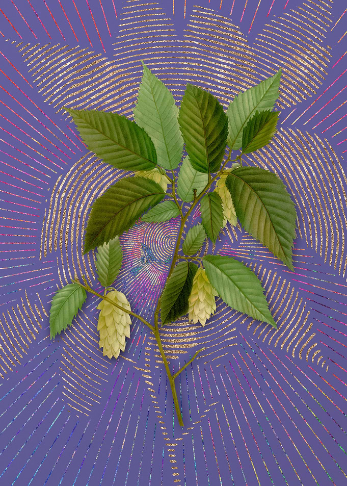 American Hophornbeam