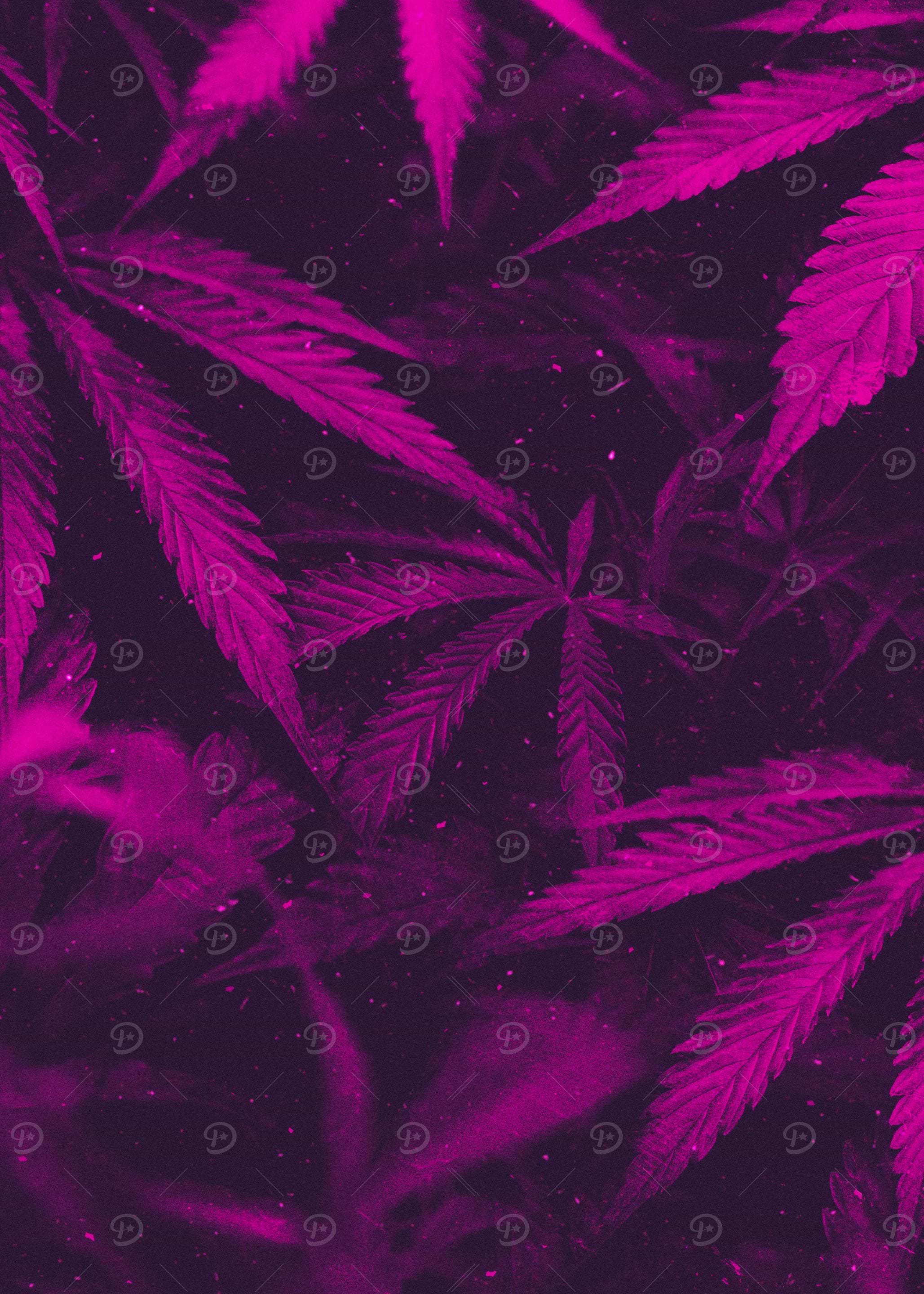 Purple Haze
