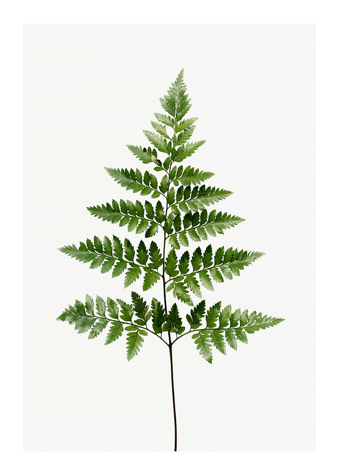 Fern Foliage