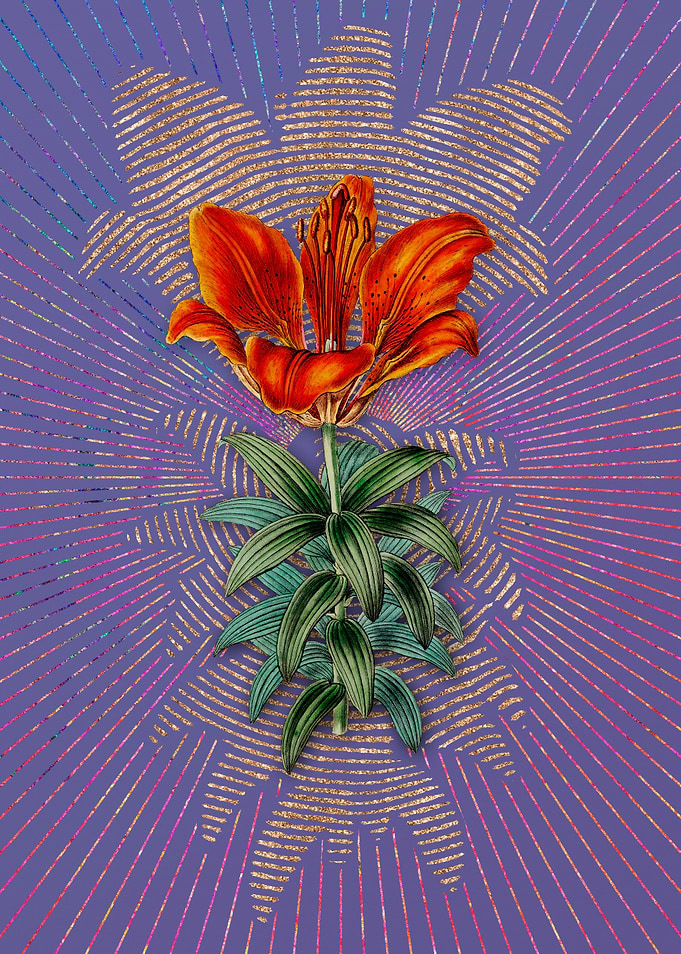 Blood Red Lily Flower