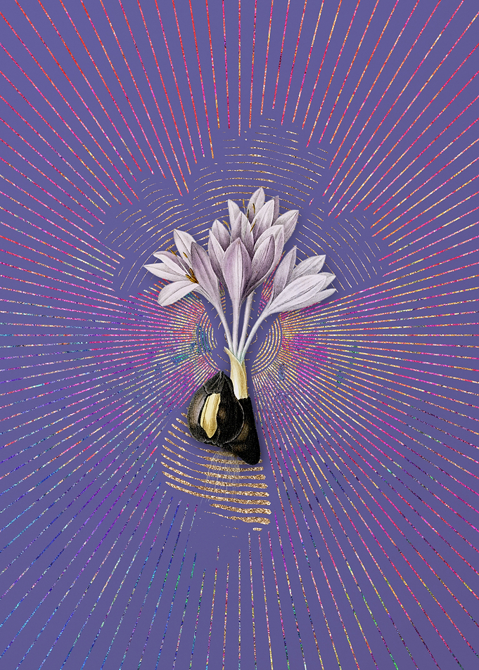 Autumn Crocus 3 Violet