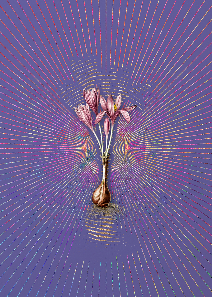 Autumn Crocus 1 Violet
