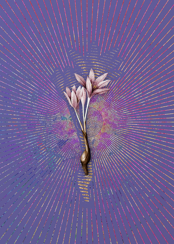 Autumn Crocus 5 Violet