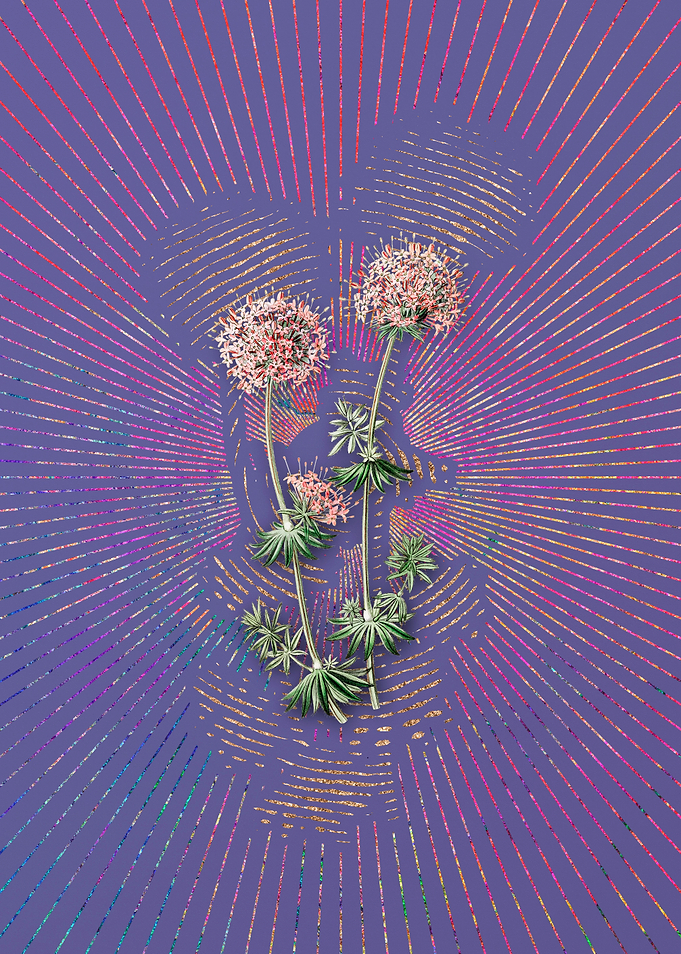 Crucianella Flower Branch