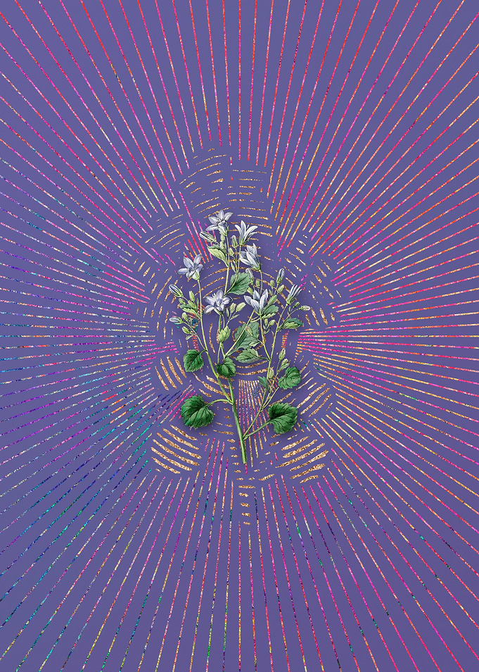 Dalmatian Wall Campanula