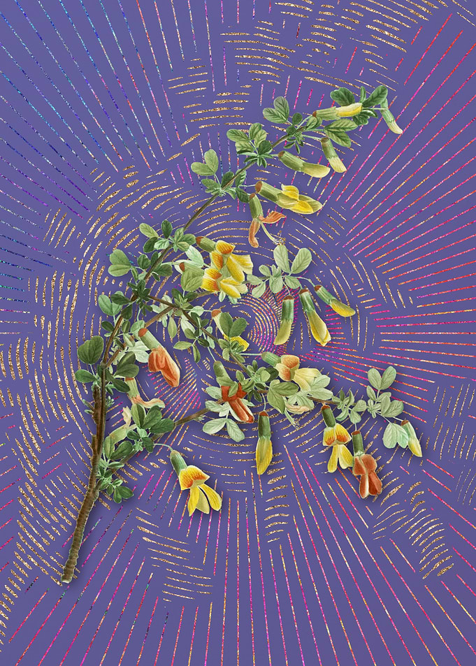 Caragana Sinica Violet