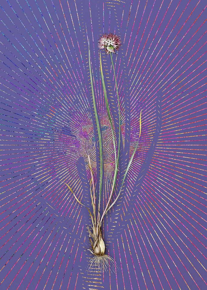 Allium Foliosum Violet