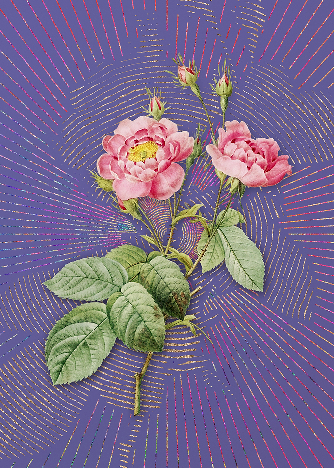 Anemone Centuries Rose