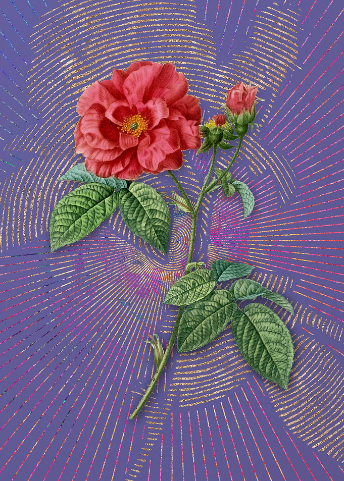 Apothecary Rose Violet