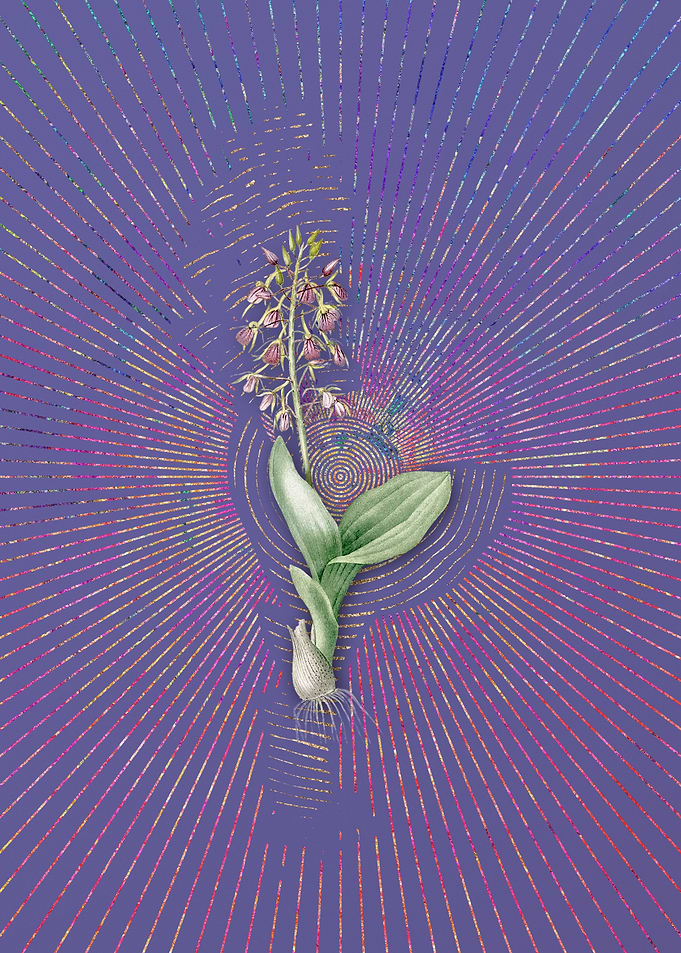 Brown Widelip Orchid