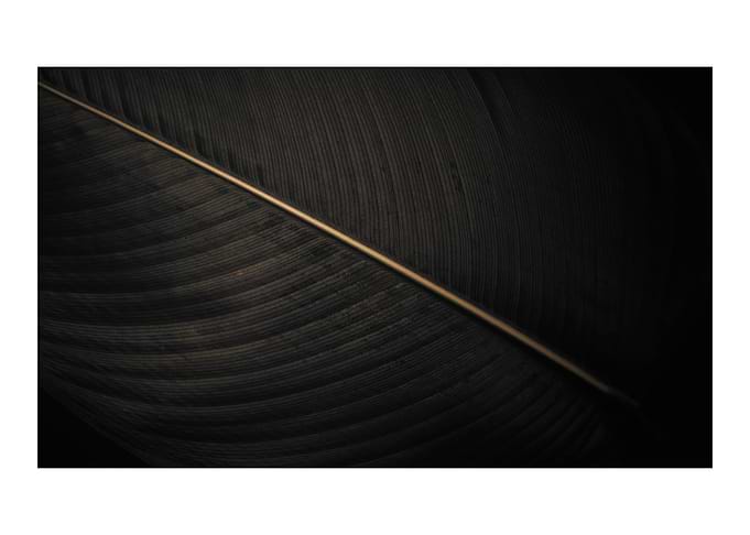 Dark Decorative Leaf