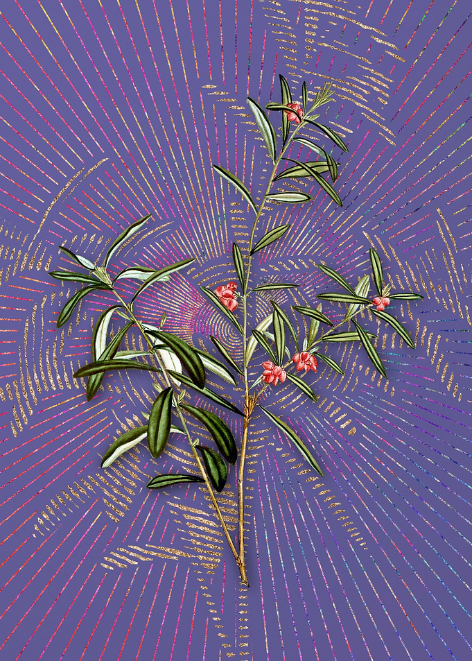 Bog Rosemary Bush