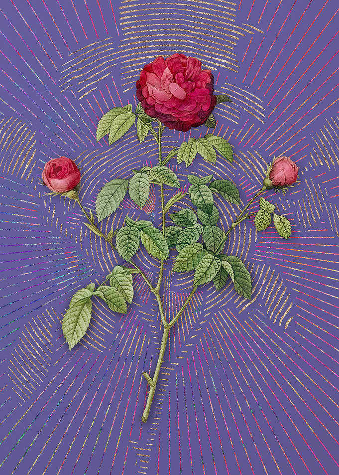 Agatha Rose in Bloom