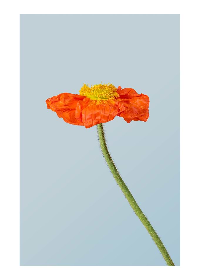 Vibrant Flower