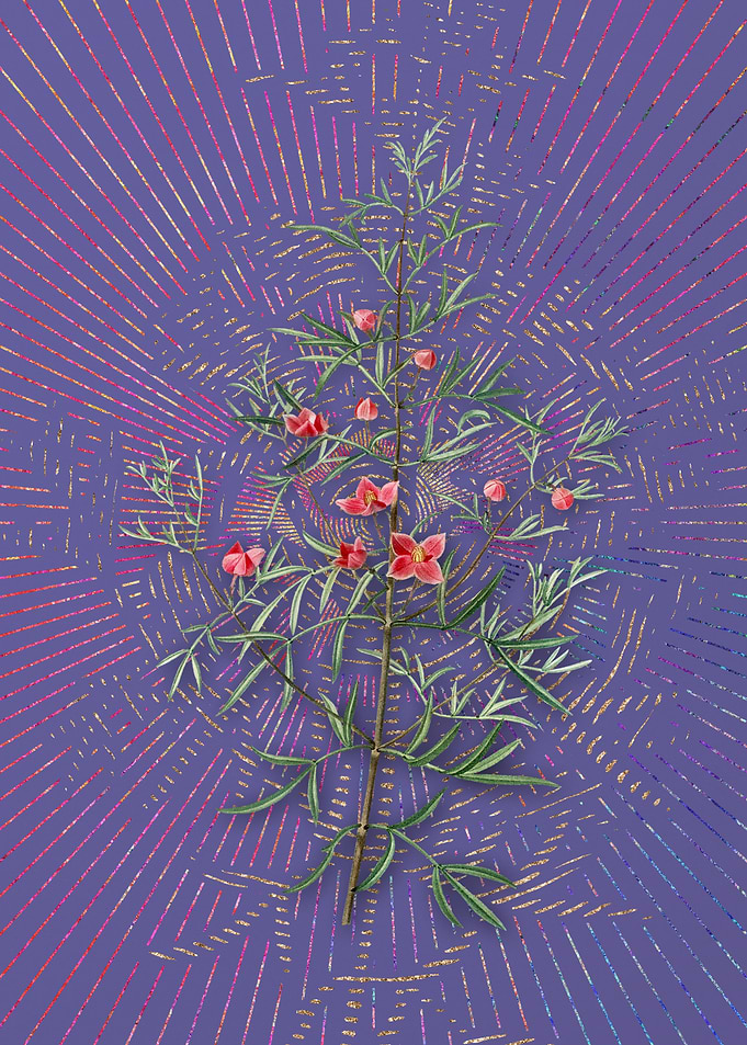 Boronia Pinnata Violet