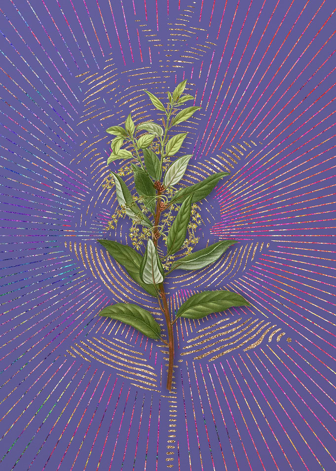 Evergreen Oak 1 Violet