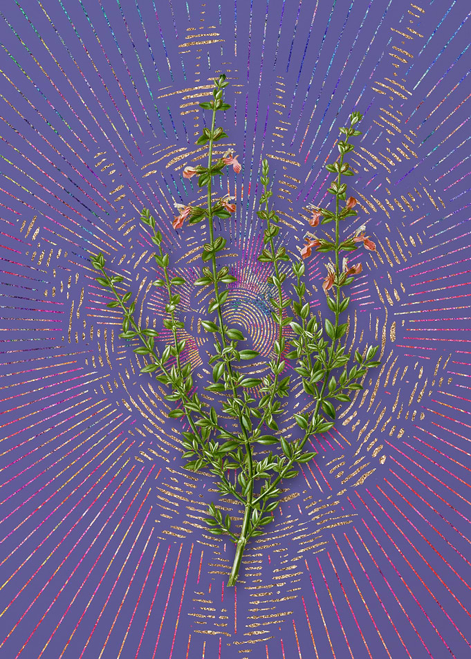 Cat Thyme Plant Violet