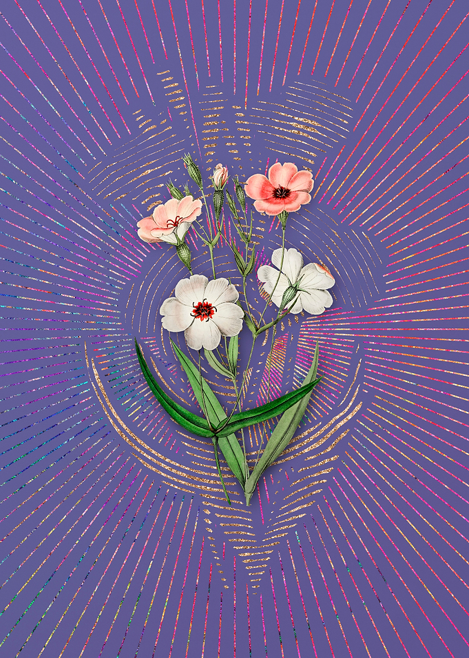 Dark Eyed Viscaria Flower