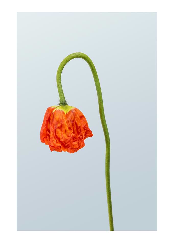 Phases of a Flower