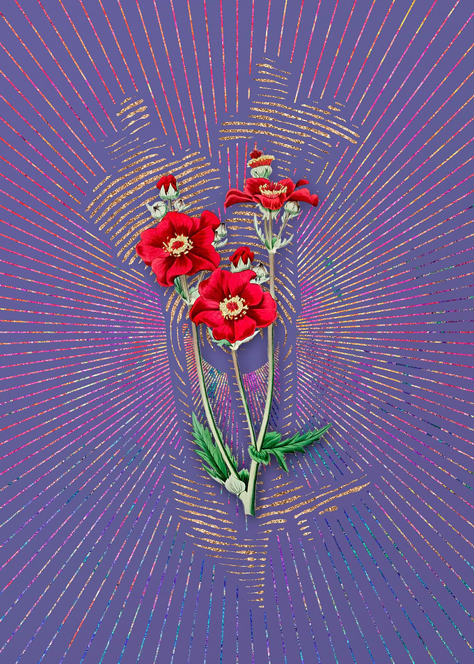 Chilian Guem Flower