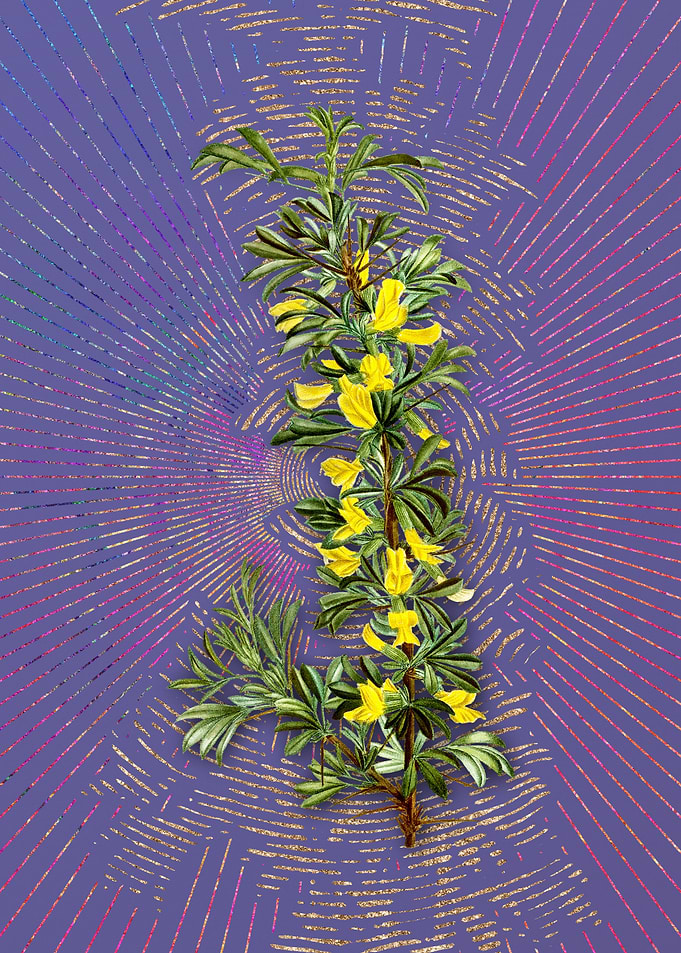 Caragana Spinosa Flora