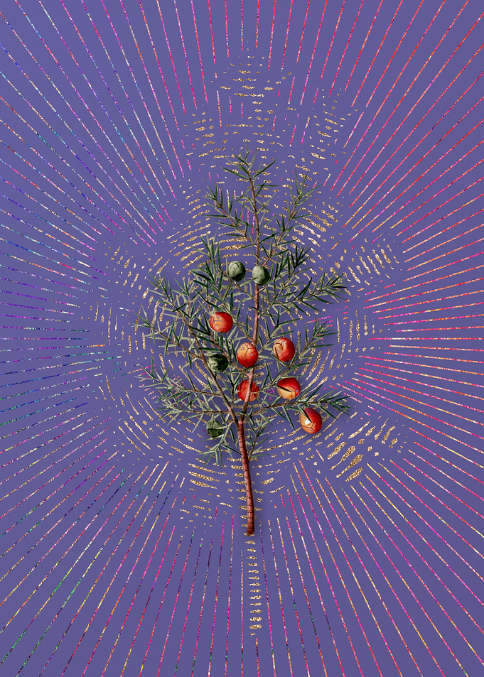 Common Juniper 2 Flora