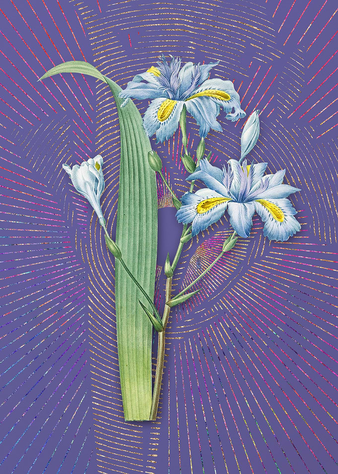 Butterfly Iris Flower