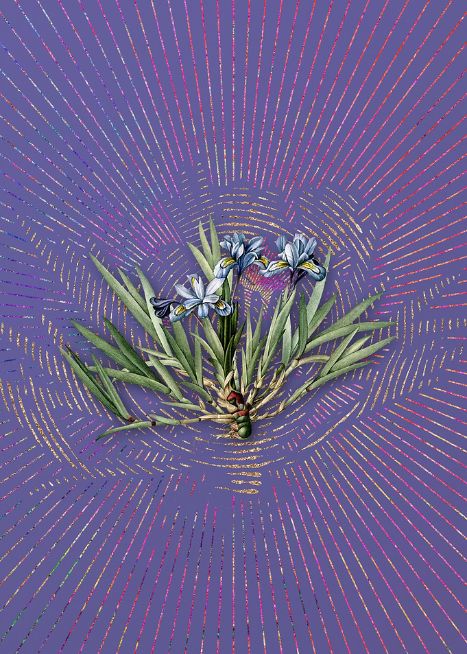Dwarf Crested Iris