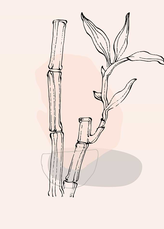 Bamboo