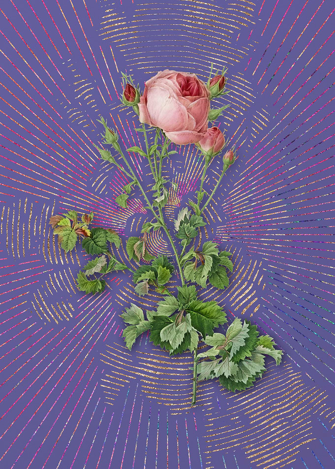 Celery Leaf Cabbage Rose