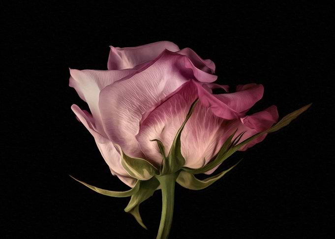 Study of a Rose