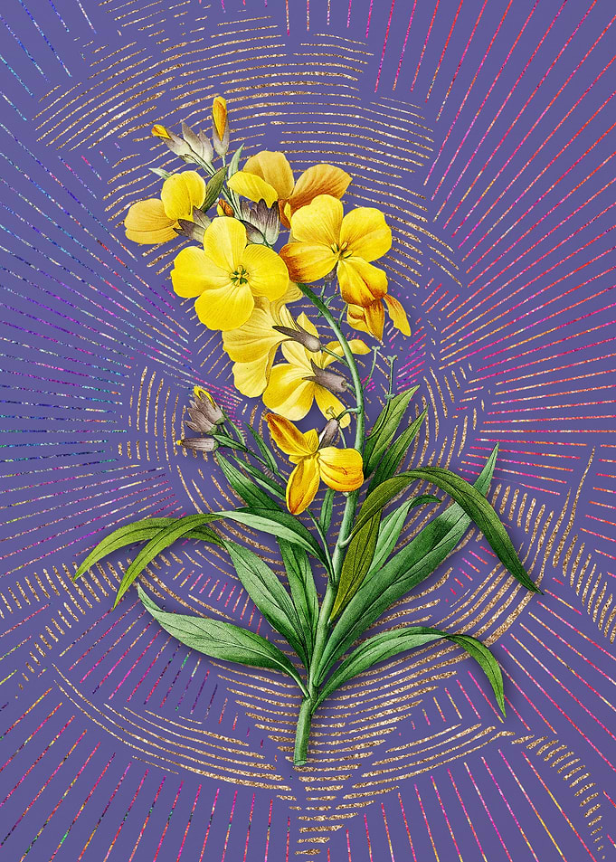 Cheiranthus Flower