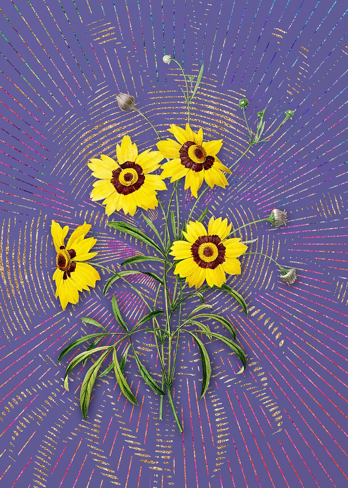 Coreopsis Elegans