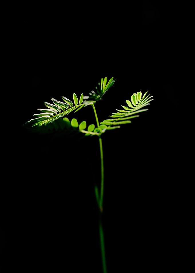 green plant