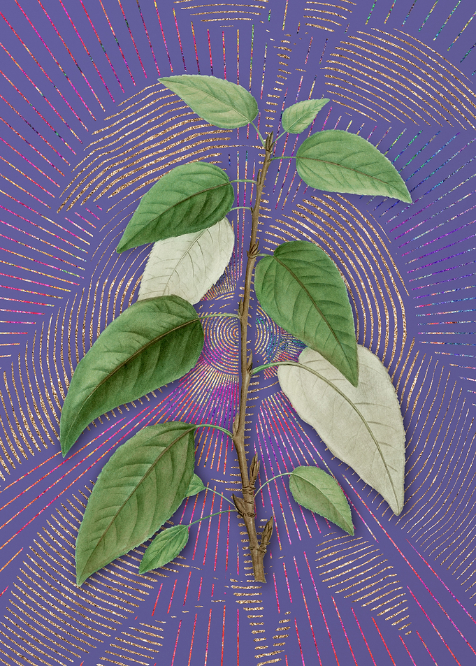 Balsam Poplar Leaves