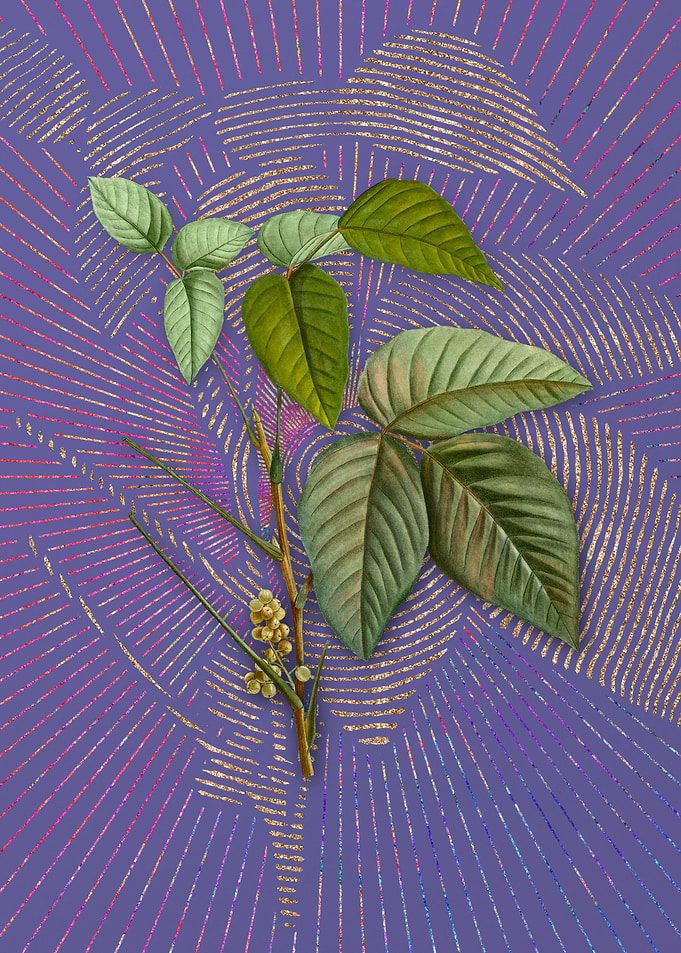 Eastern Poison Ivy