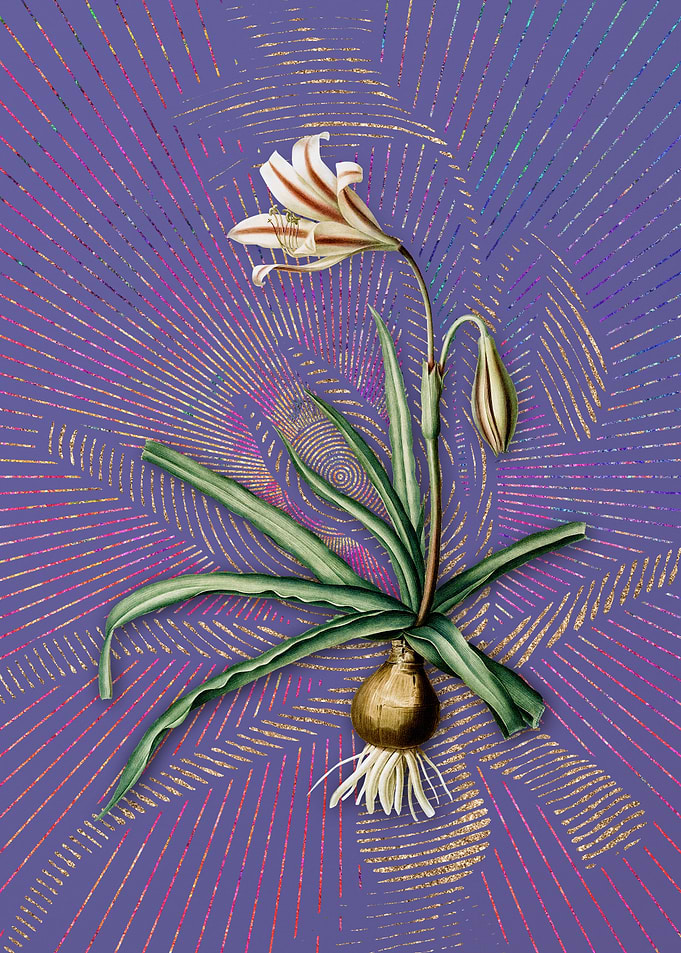 Amaryllis Broussonetii