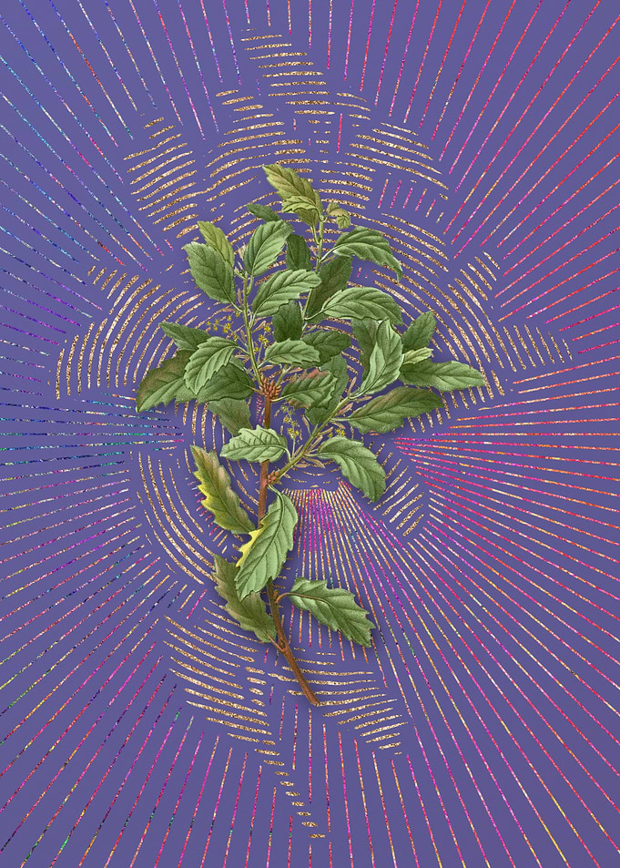 Evergreen Oak 2 Violet