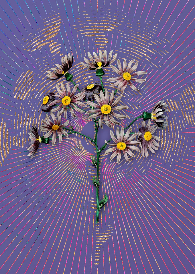 Lilac Senecio Flower