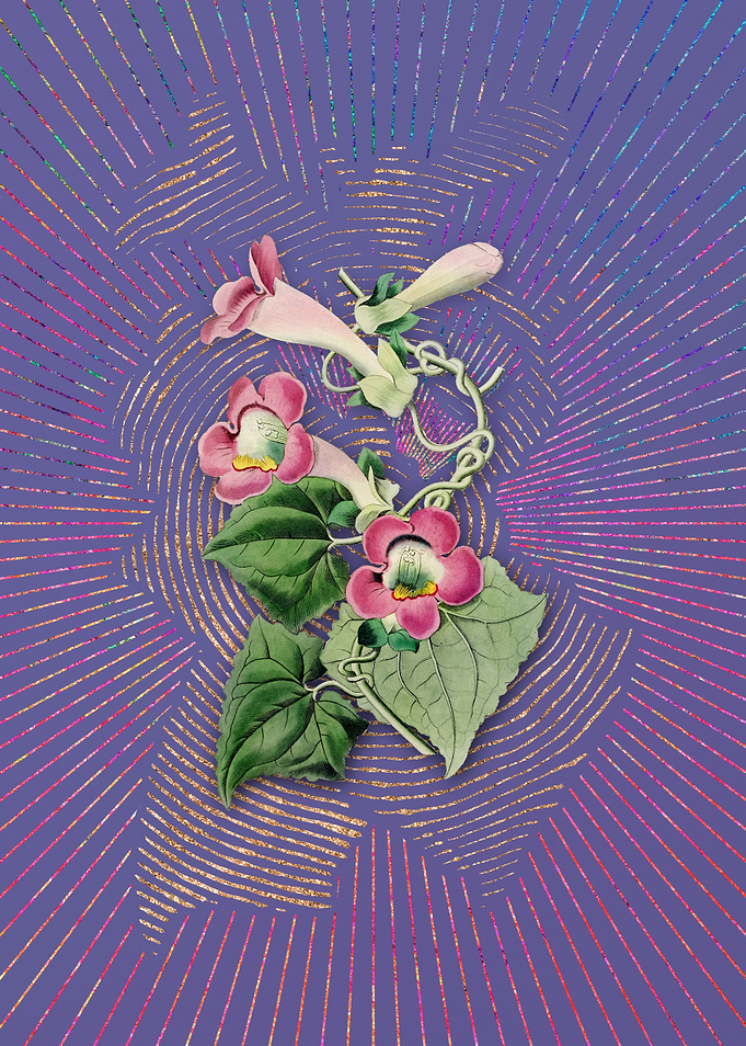 Lophospermum Flower
