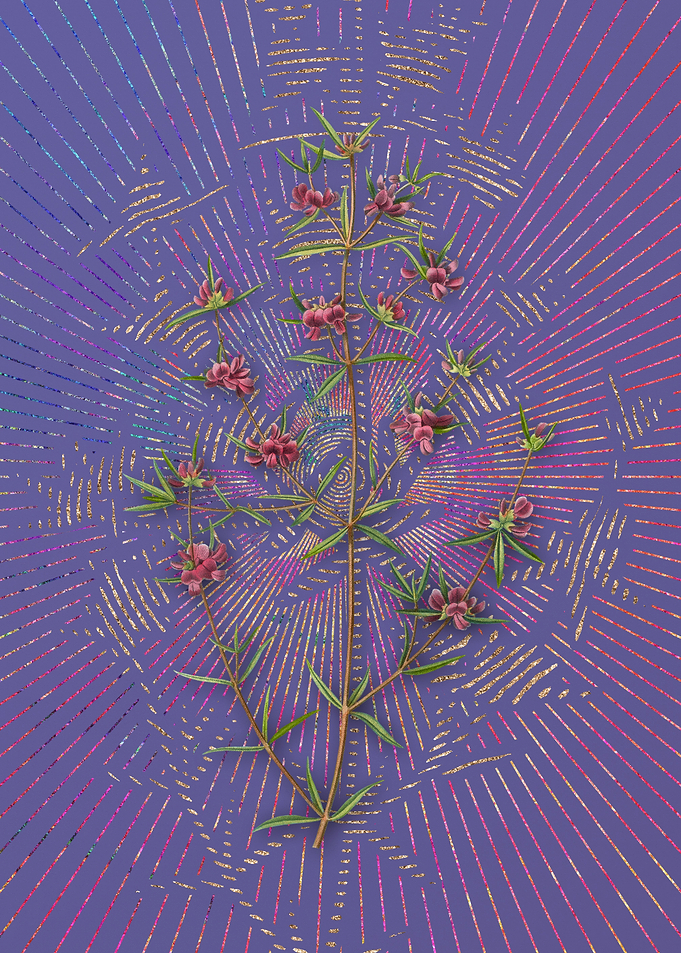 Heath Mirbelia Branch
