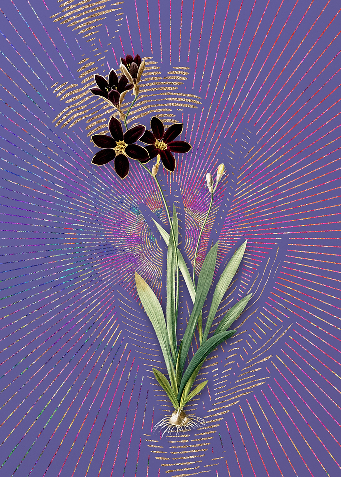 Ixia Grandiflora Flora