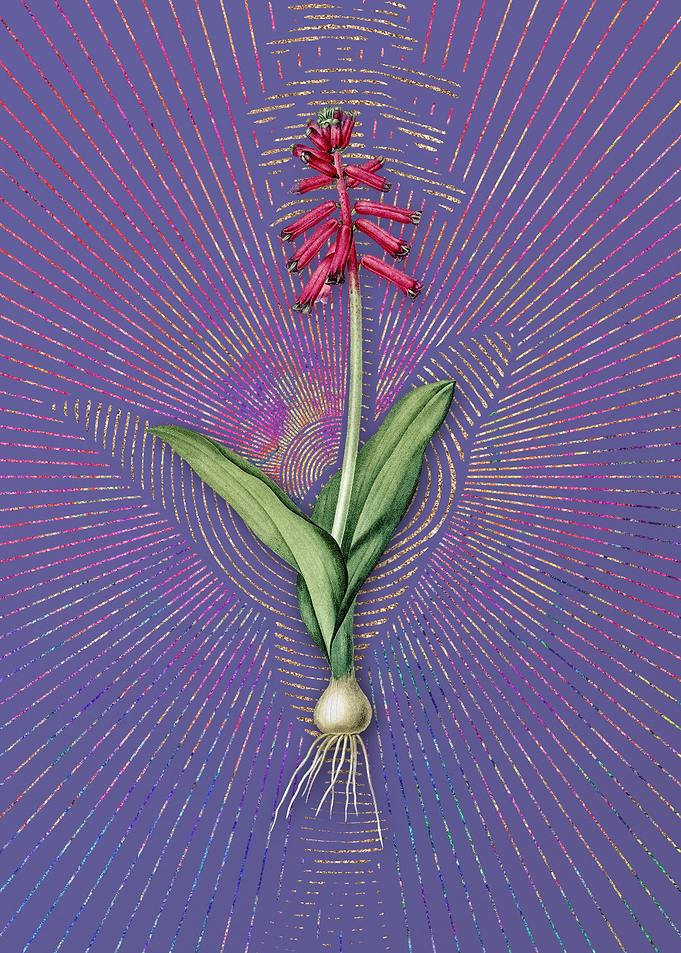 Lachenalia Pendula