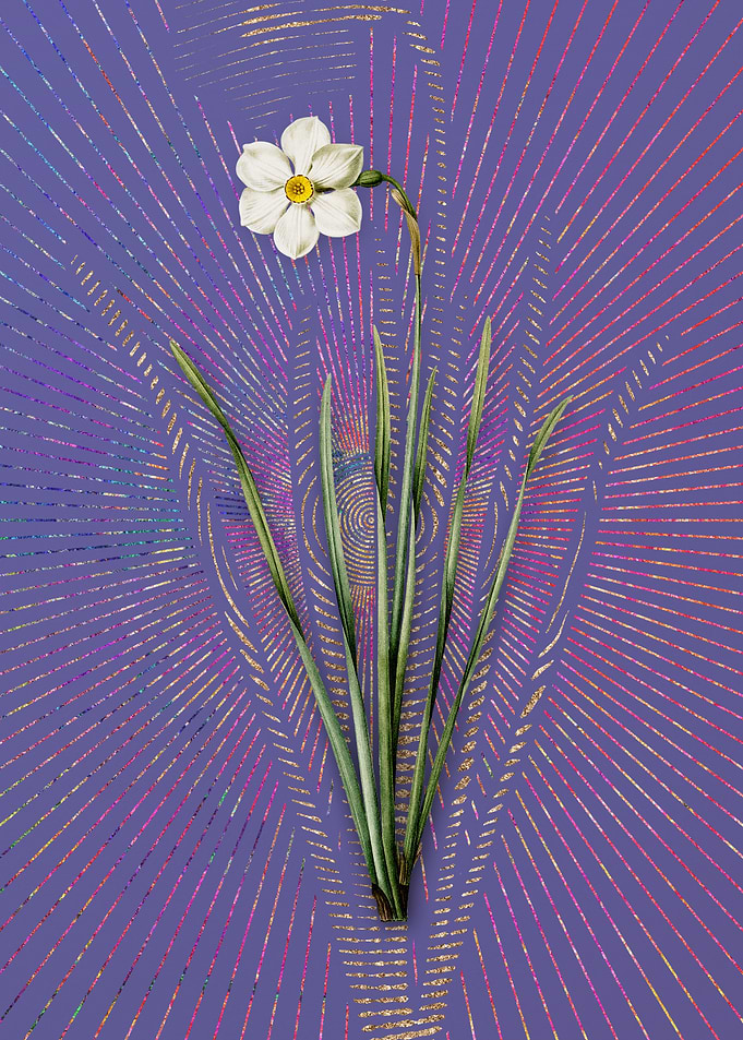 Narcissus Poeticus